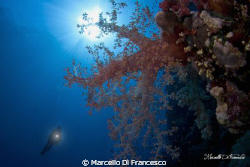 Soft coral at Saint john reef during a mornig dive. by Marcello Di Francesco 